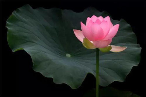 荷花拍著拍著就俗了 掌握這幾招才能拍出意境來(lái)