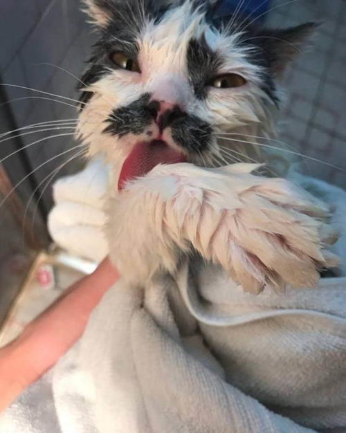 貓咪長的那么的好看,但是鏟屎官卻拍出貓咪丑出天際的照片